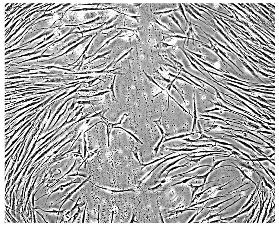 Medicine for promoting tissue cell regeneration