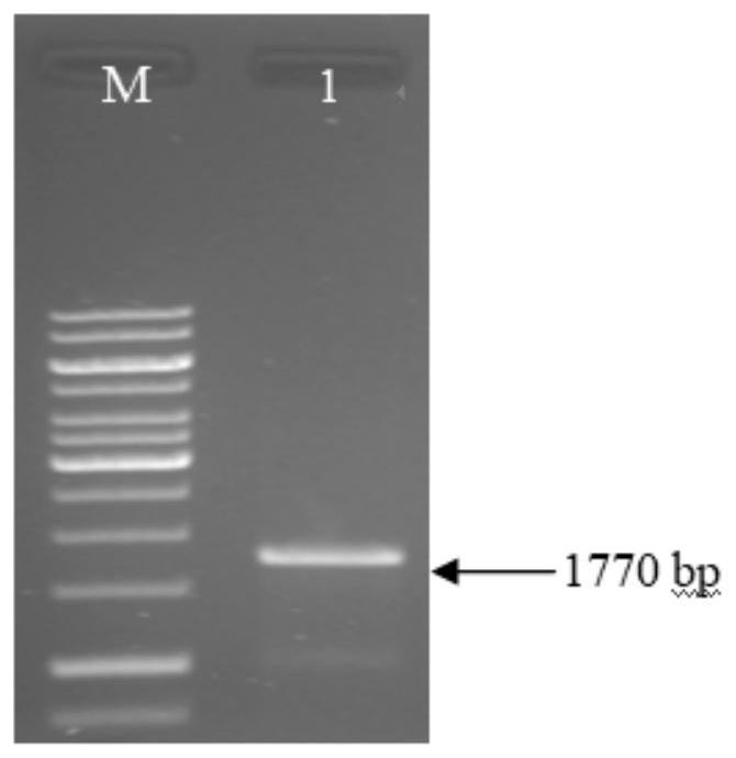 Recombinant bacterium containing novel PHA chimeric enzyme and preparation method and application of recombinant bacterium