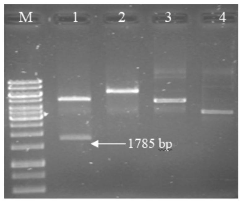 Recombinant bacterium containing novel PHA chimeric enzyme and preparation method and application of recombinant bacterium