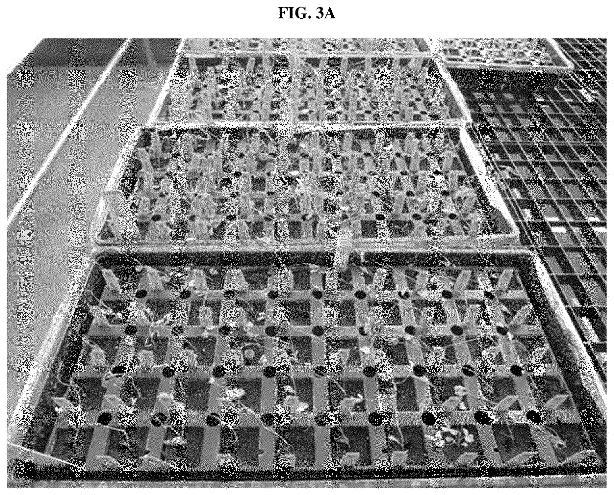 Anthracnose resistant alfalfa plants