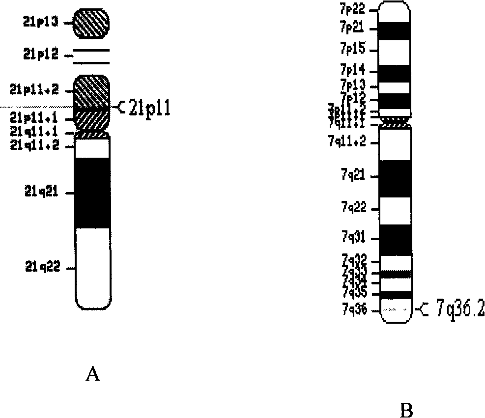 Human source chromosome targeting vector of human beta-globin gene cluster and application therefor