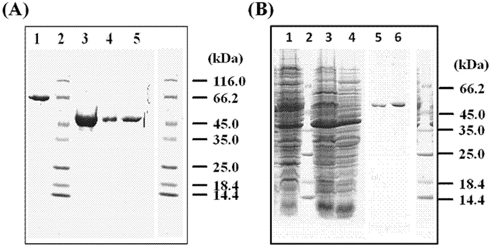 Alpha-amylase truncated body and application thereof