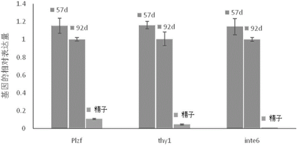 In vitro culture solution and cryopreservation solution of Ietalurus Punetaus spermatogonial stem cells, and in vitro culture and cryopreservation method