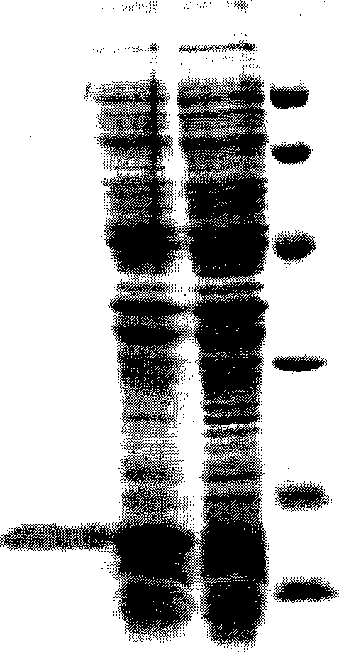 Brucella antibody immune colloidal gold detection test paper strip and preparing method thereof