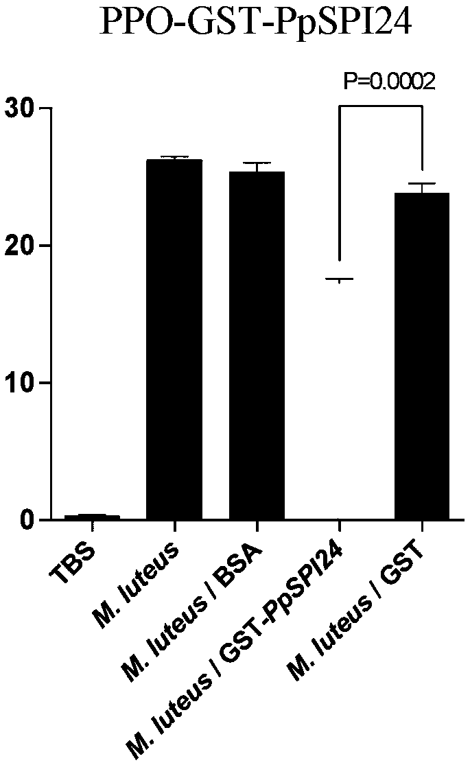 Pteromalus puparum venom Kazal-type serine protease inhibitor protein PpSPI24 and application