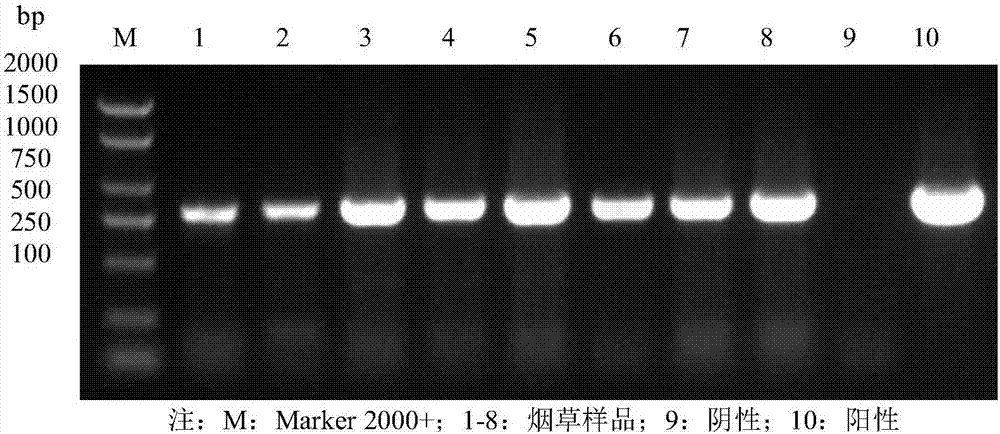 Method for rapidly and sensitively detecting tobacco potato virus Y