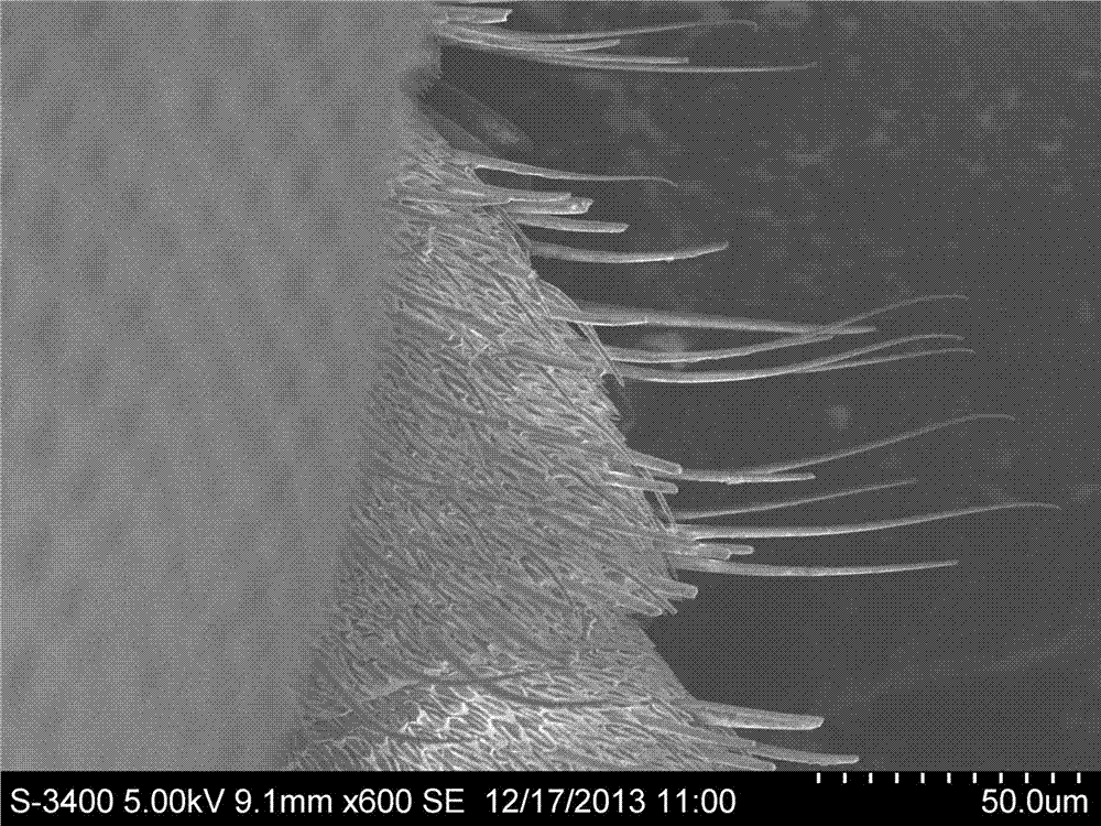Treatment method of scanning electron microscope samples of insect tentacles and appendages