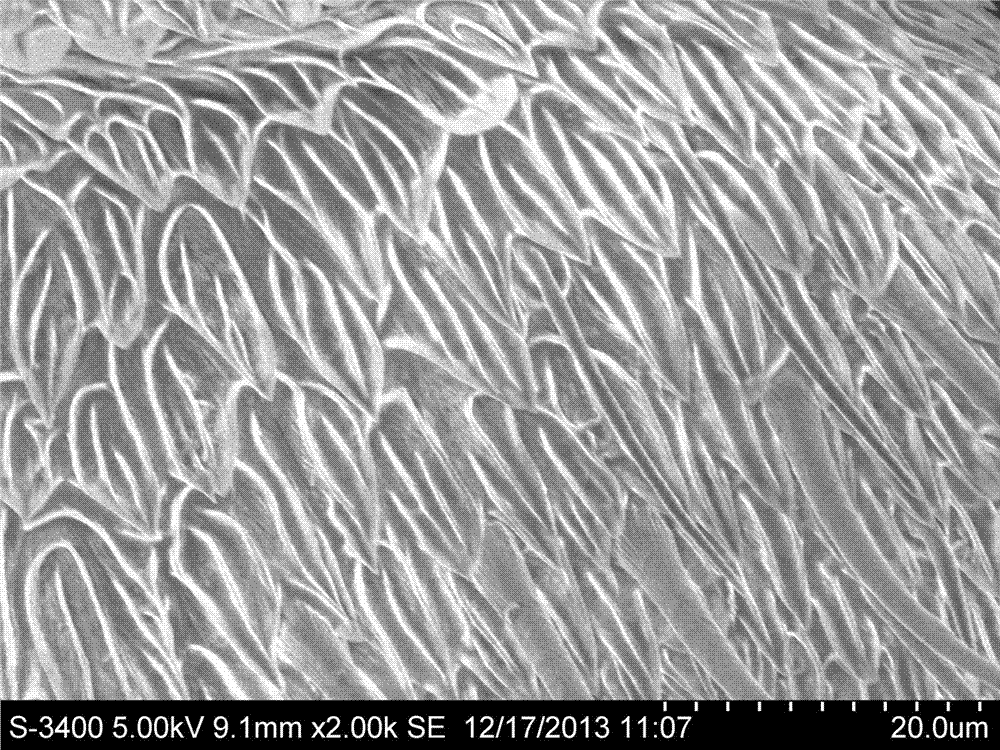 Treatment method of scanning electron microscope samples of insect tentacles and appendages