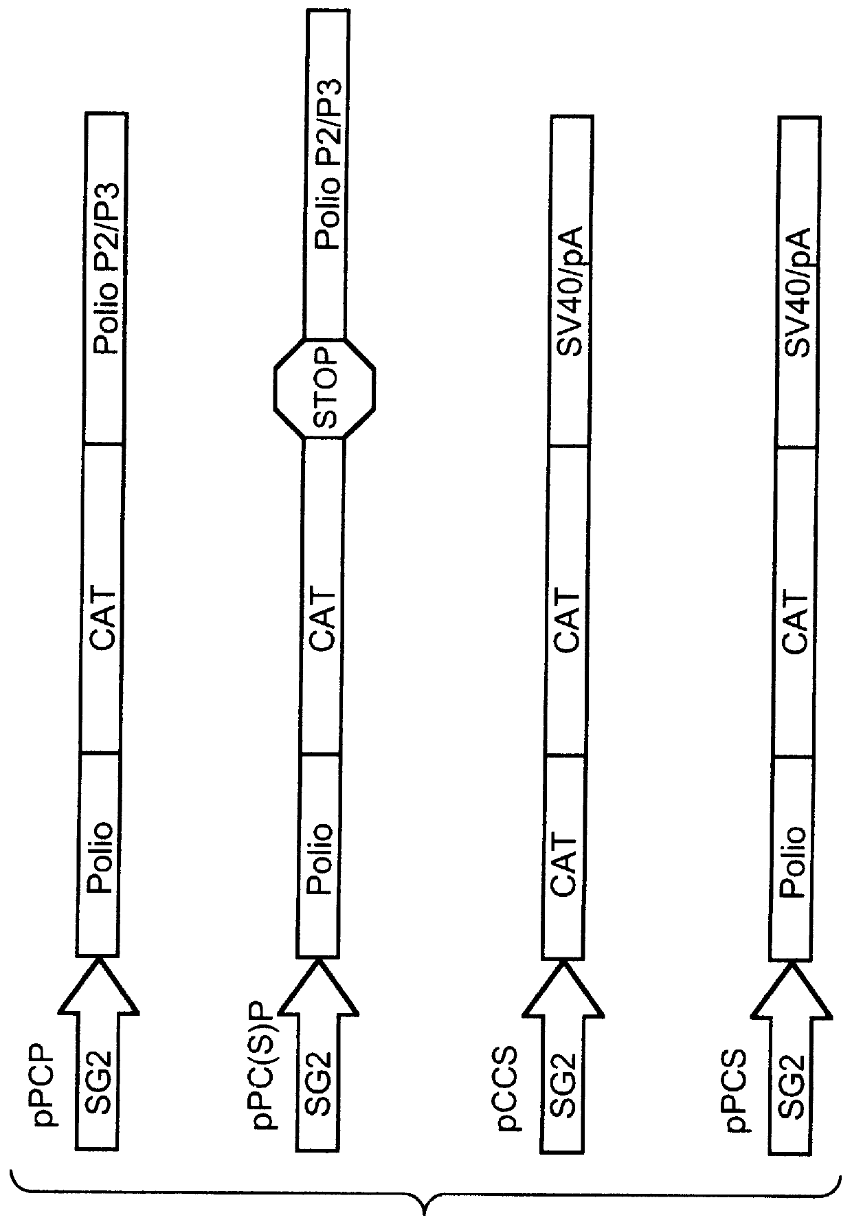 Heterologous gene expression with poliovirus replicon