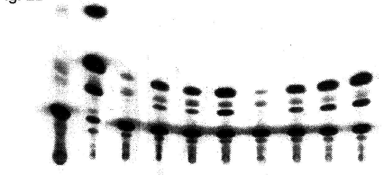 Heterologous gene expression with poliovirus replicon