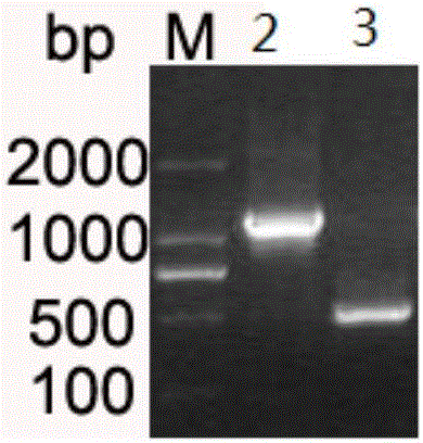 Escherichia coli DNA photolyase and construction method thereof