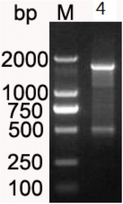 Escherichia coli DNA photolyase and construction method thereof