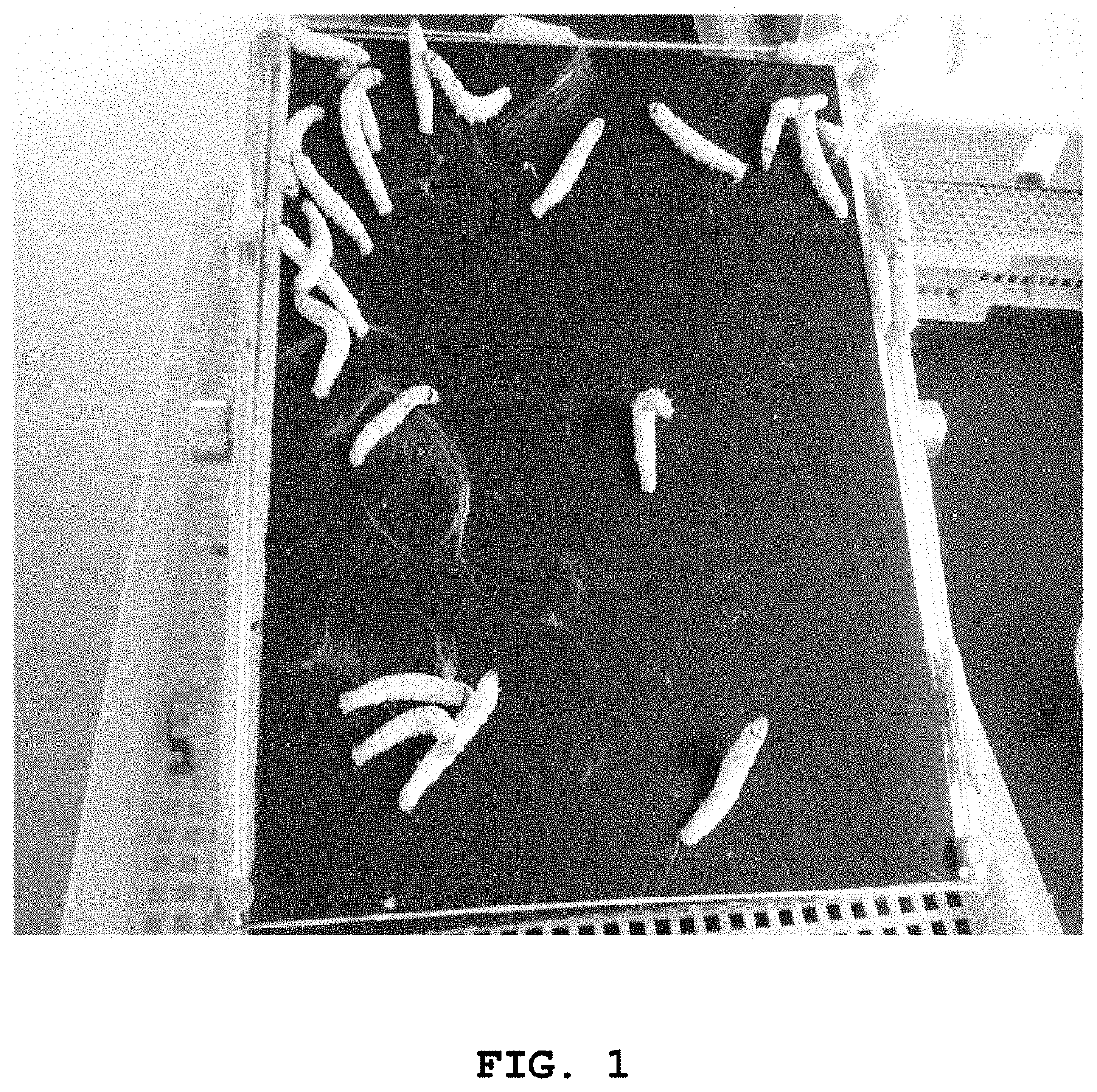 Dental barrier membrane using silk matrix and method of manufacturing the same