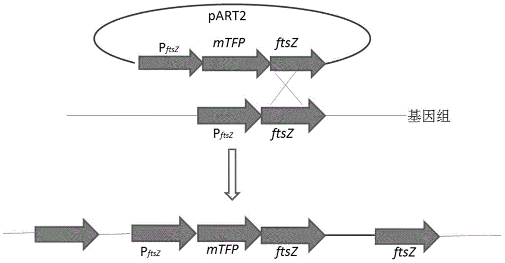 A kind of recombinant bacteria and its application