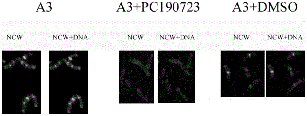 A kind of recombinant bacteria and its application