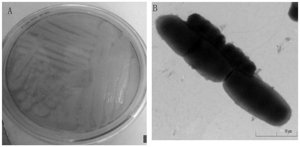 Alga-lysing microbial agent and application thereof