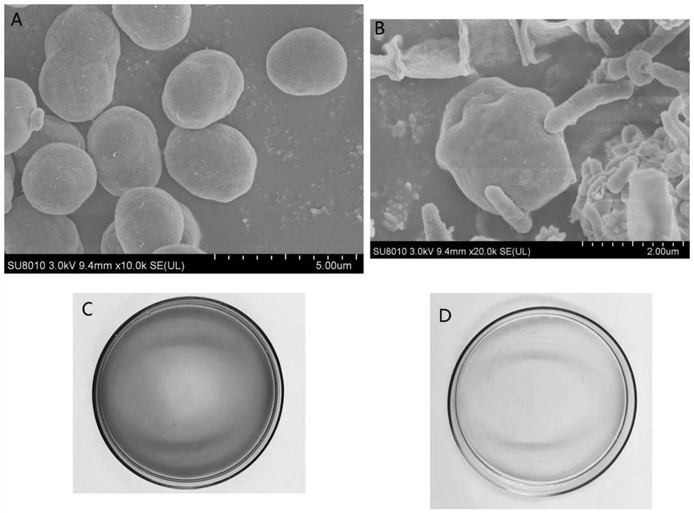 Alga-lysing microbial agent and application thereof