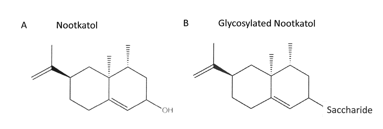 Production of Glycosylated Nootkatol in Recombinant Hosts