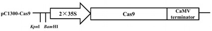 Rice gene OsFd2 and applications of rice gene OsFd2 in rice resistance to rice blast