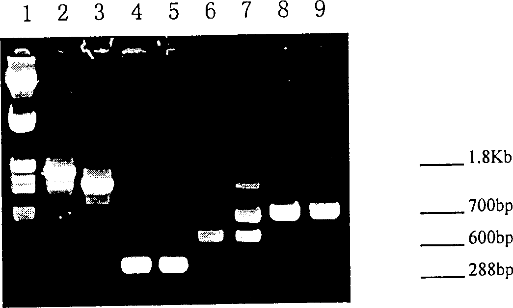 Efficient Bt15A3 strain with excellent gene organization and its separation and application