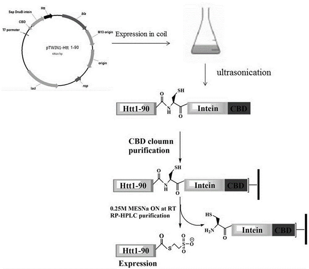 Acylation modification method of hungtintin