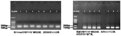Oligonucleotide primer, reagent kit and application