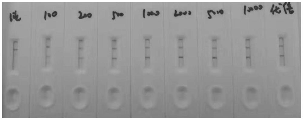 Bovine immunoglobulin (IgG) double-antibody sandwich colloidal gold immunochromatographic test strip, preparation method, kit and detection method