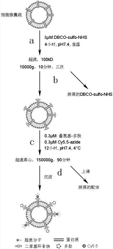 Method for modifying ligands on surfaces of cell vesicles