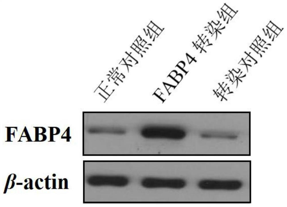 Application of FABP4 in promoting proliferation and osteogenic differentiation of mesenchymal stem cells