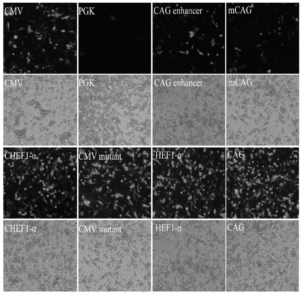 Culture medium additive for recombinant protein expression of humanized HEK293 cell line, recombinant hepatitis B vaccine and expression method