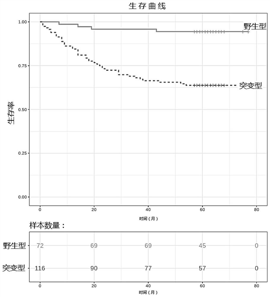 Kit for predicting prognosis risk of lung squamous cell carcinoma and application of kit