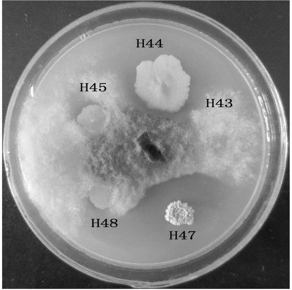 Bacillus amyloliquefaciens and application thereof in preventing and controlling peach bleeding disease