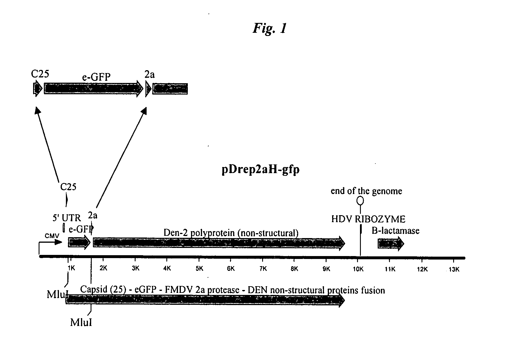 Dengue Reporter Virus and Methods of Making and Using the Same