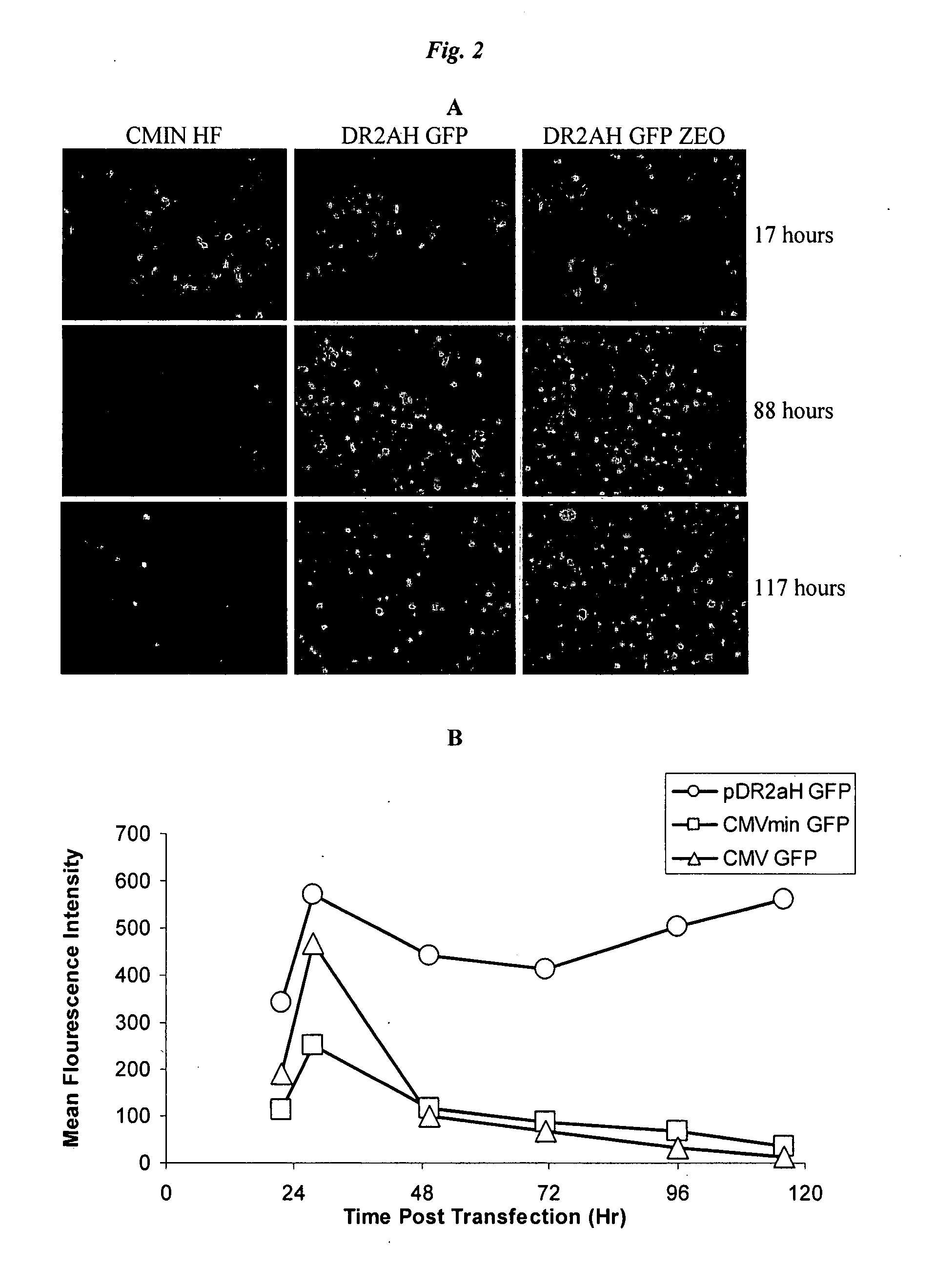 Dengue Reporter Virus and Methods of Making and Using the Same