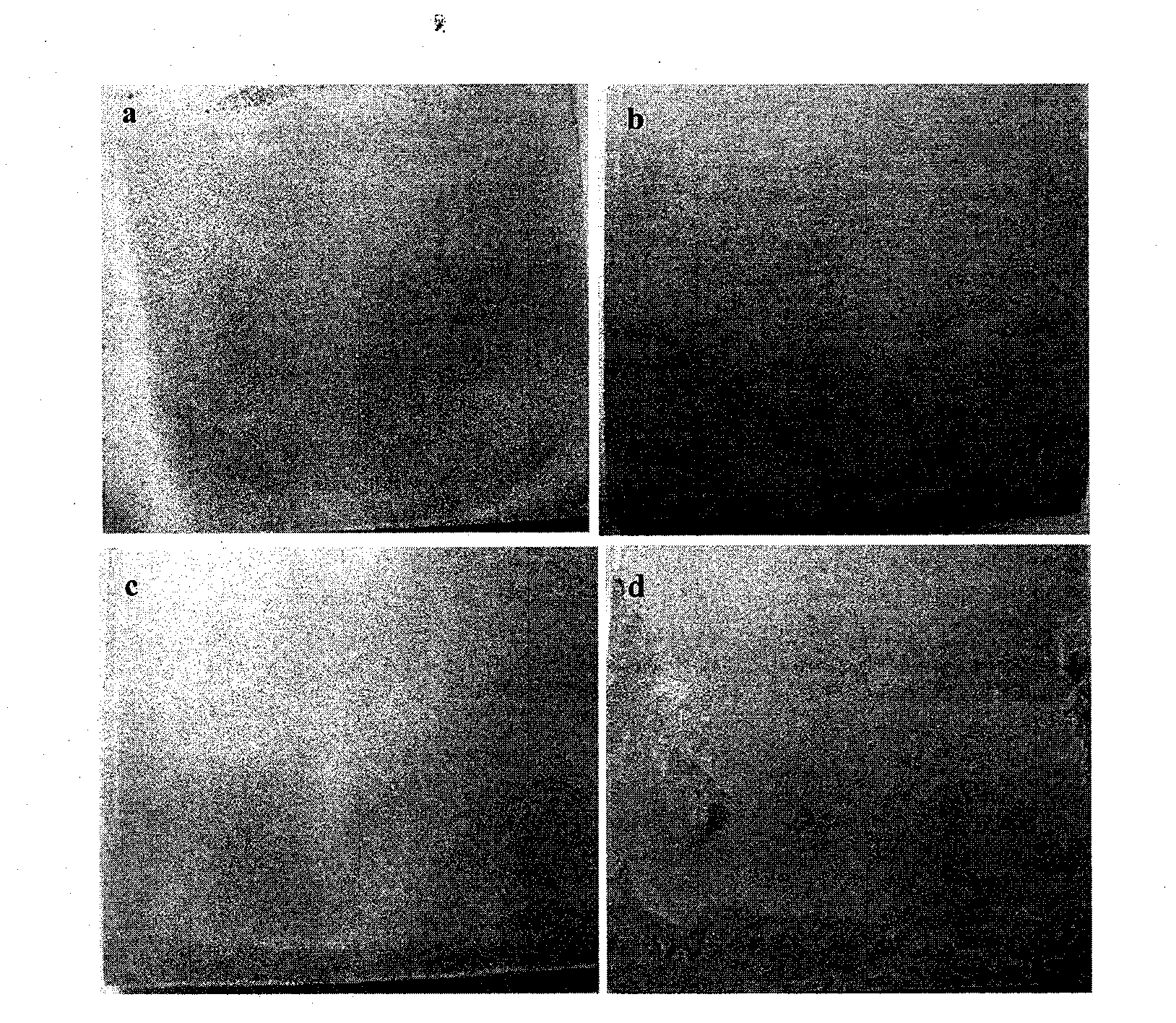 Cobaltous acetate-doped sol-gel film layer and preparation method thereof