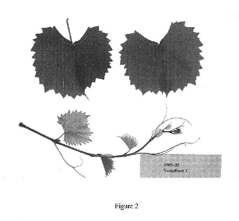 Nematode resistant grape rootstock `8909-05`
