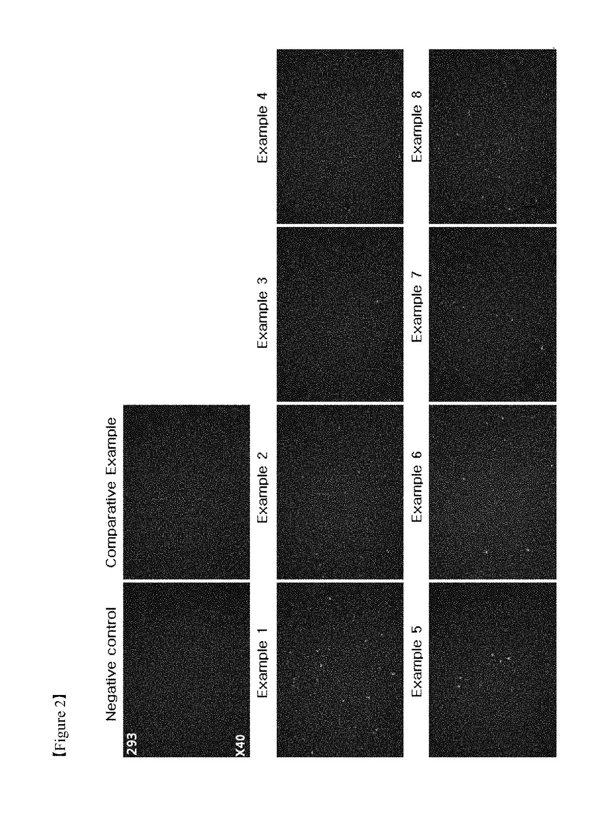 Polymer nanoparticle composition for plasmid DNA delivery, and preparation method therefor