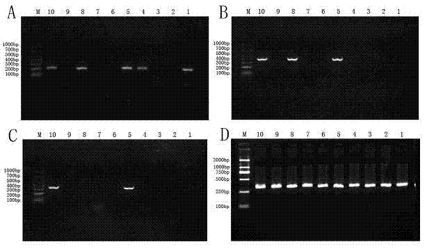 Method used for detecting HLA-B*5801 alleles
