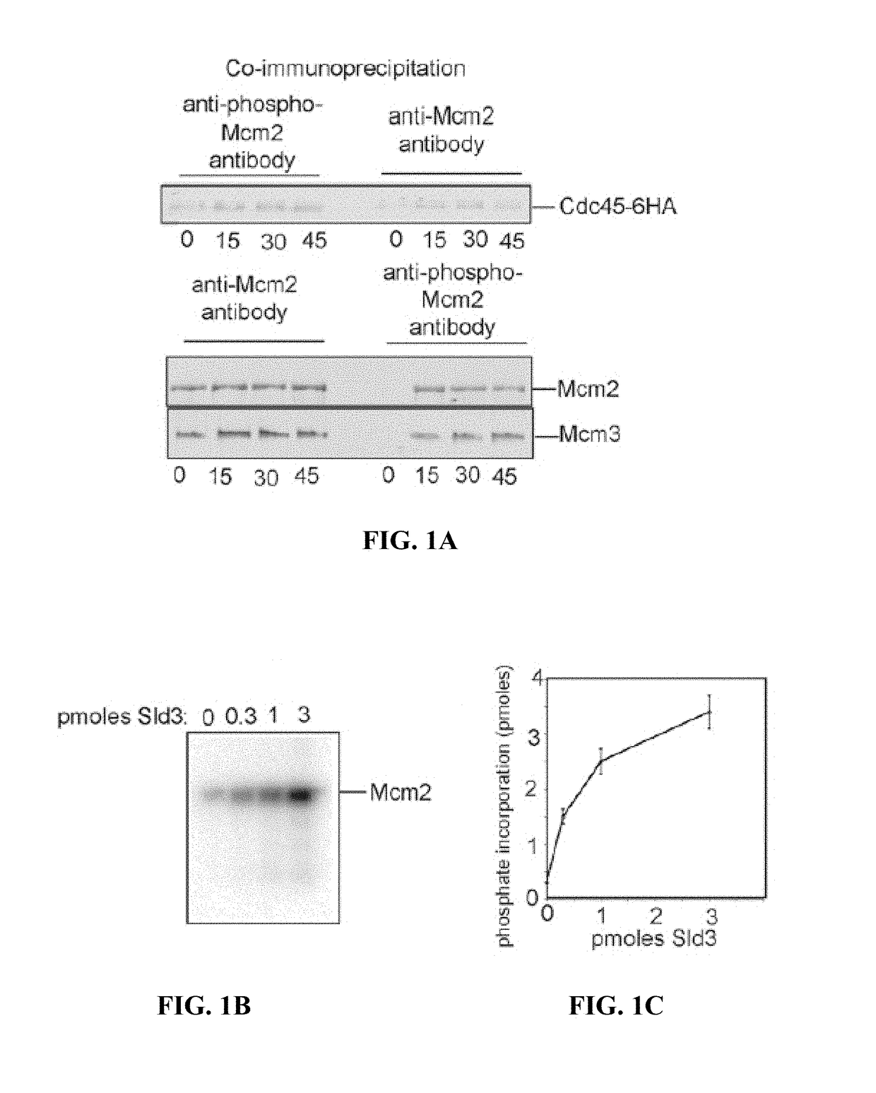 Detection of elevated levels of phosphorylated MCM and method of increasing MCM phosphorylation capacity