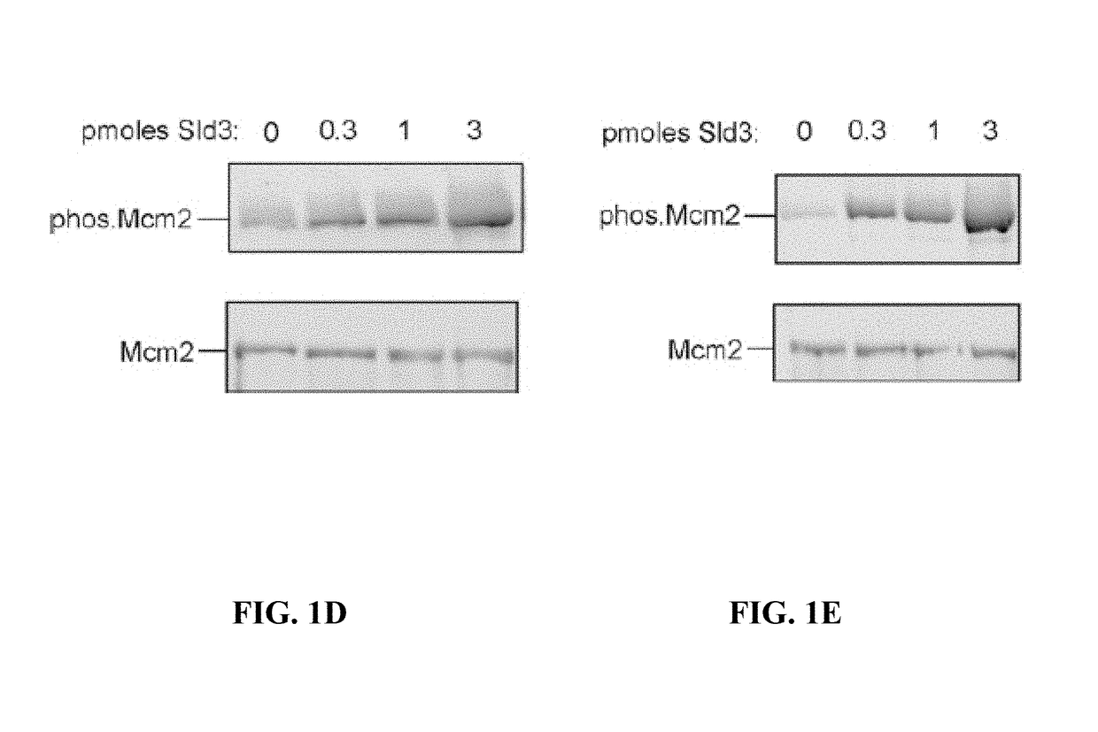 Detection of elevated levels of phosphorylated MCM and method of increasing MCM phosphorylation capacity