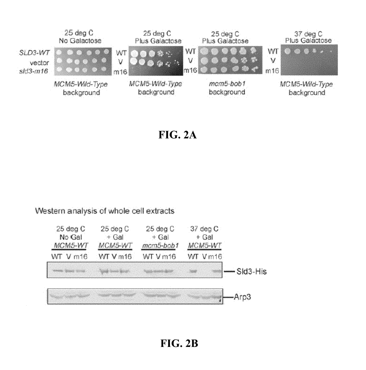 Detection of elevated levels of phosphorylated MCM and method of increasing MCM phosphorylation capacity