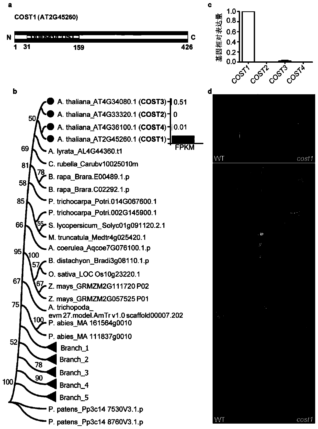 Method for improving plant drought resistance by inhibiting expression of cost1 gene