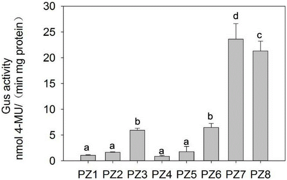 Deletion mutant of maize phosphatidylinositol synthase gene promoter p-zmpis and its application