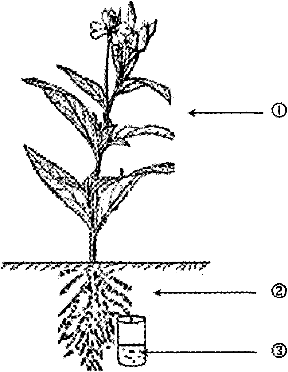 Test method of dry land trace element fertilizer