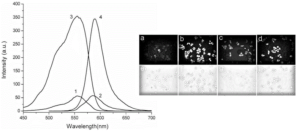 Spin labeled fluorescent probe with single electron structure and application thereof