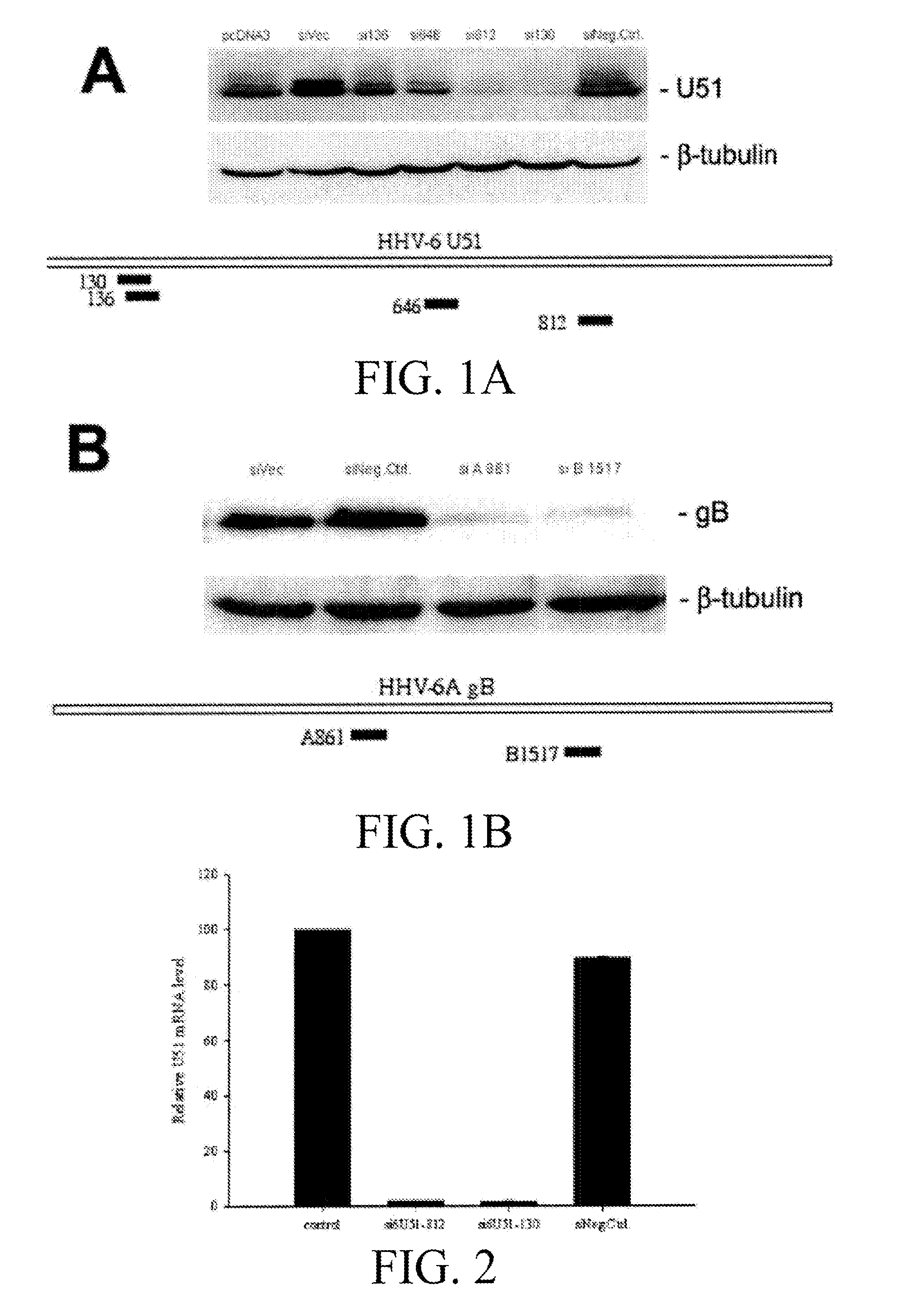 Compositions and methods for detection and treatment of human herpesvirus (HHV)-6