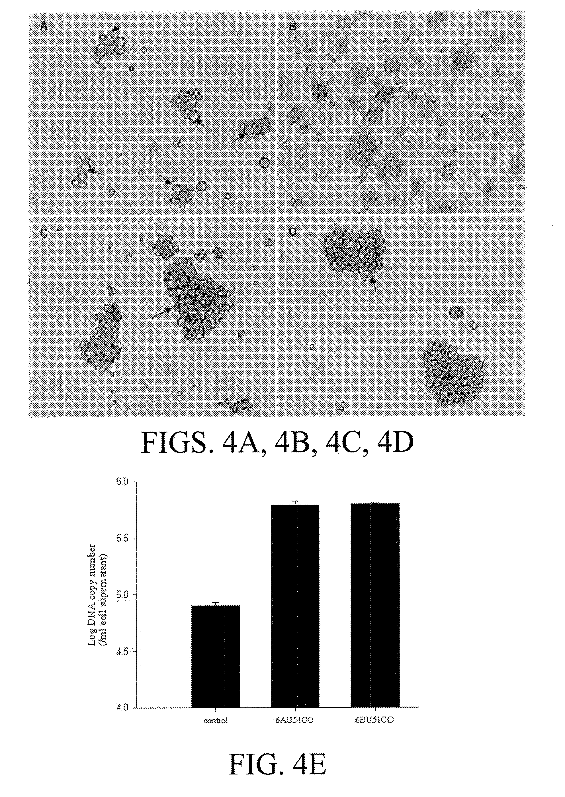 Compositions and methods for detection and treatment of human herpesvirus (HHV)-6