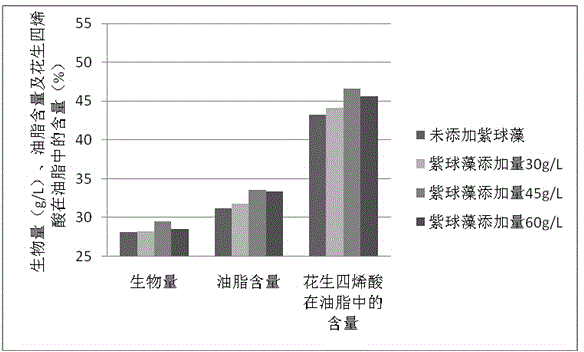 Method for increasing yield of ARA (arachidonic acid) produced through fermentation of Mortierella alpina by adding porphyridium