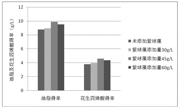 Method for increasing yield of ARA (arachidonic acid) produced through fermentation of Mortierella alpina by adding porphyridium