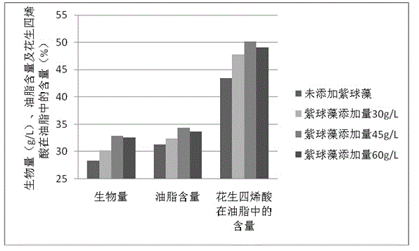 Method for increasing yield of ARA (arachidonic acid) produced through fermentation of Mortierella alpina by adding porphyridium